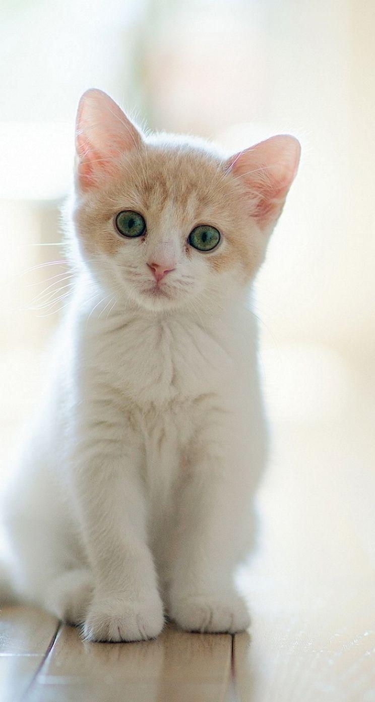 White Cat iPhone Wallpapers Top Free White Cat iPhone Backgrounds