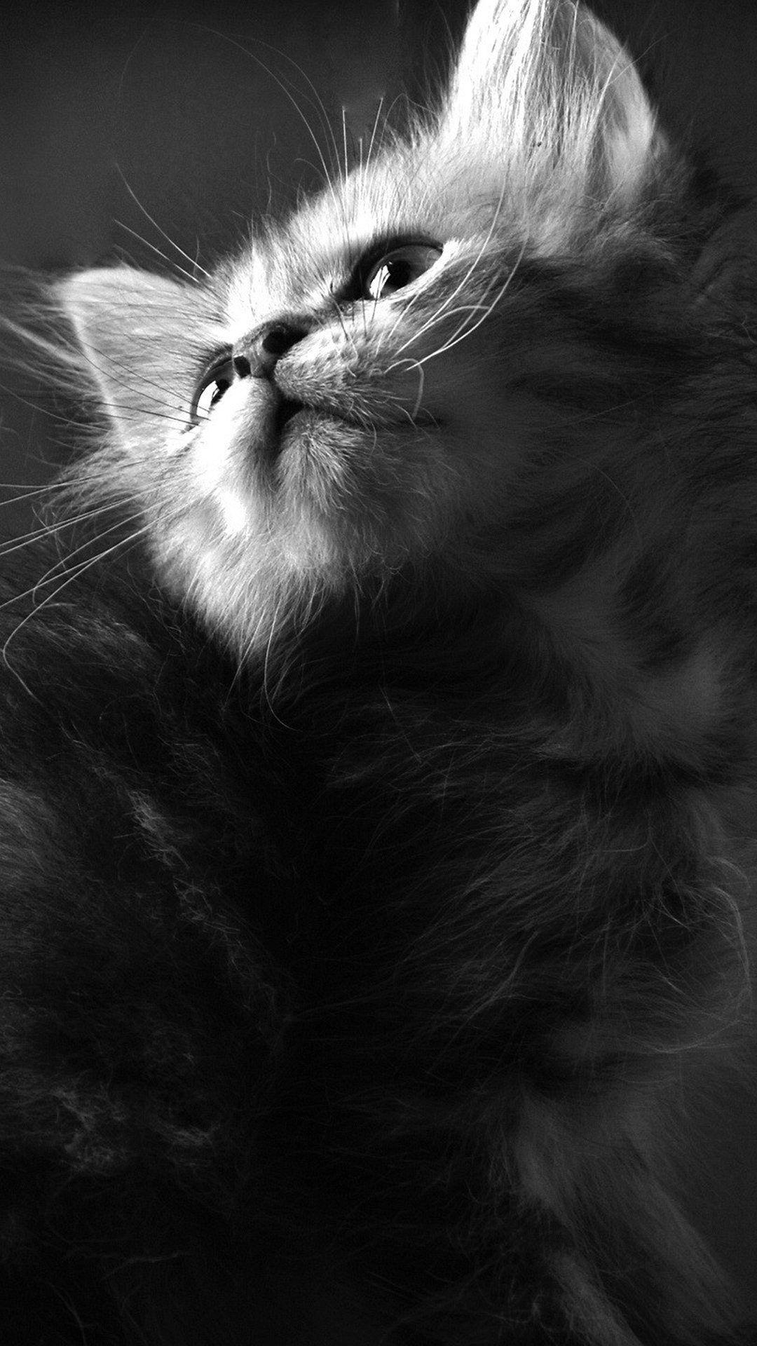 White Cat iPhone Wallpapers Top Free White Cat iPhone Backgrounds