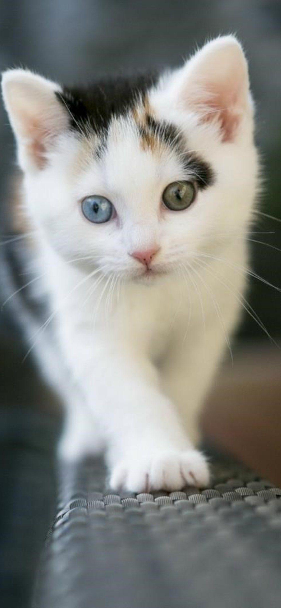 White Cat iPhone Wallpapers Top Free White Cat iPhone Backgrounds
