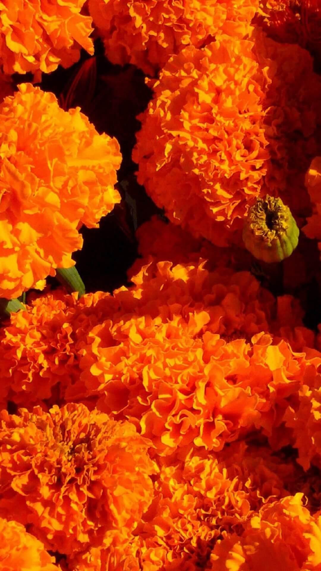 Marigold Wallpapers Top Free Marigold Backgrounds WallpaperAccess