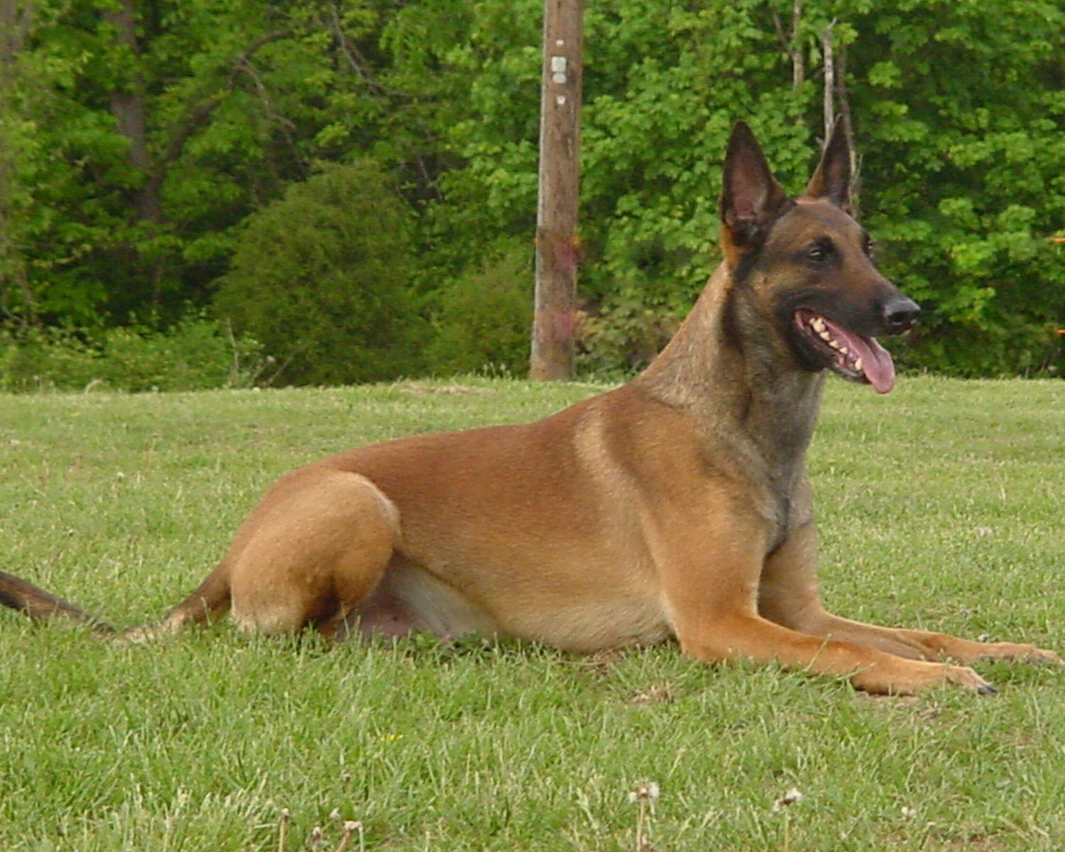 Belgian Malinois Wallpapers Top Free Belgian Malinois Backgrounds