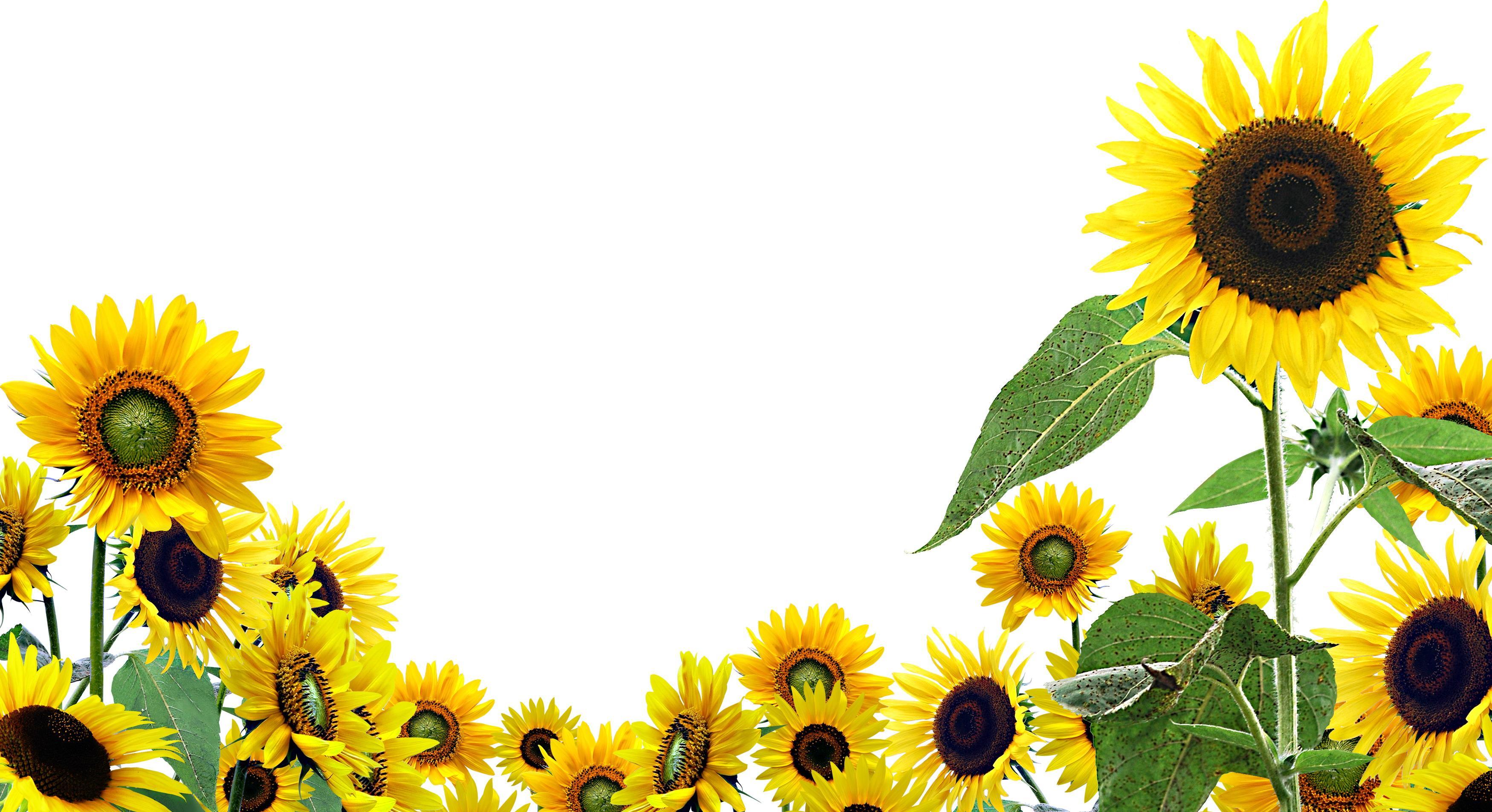 Cute Cartoon Sunflower Wallpapers Top Free Cute Cartoon Sunflower
