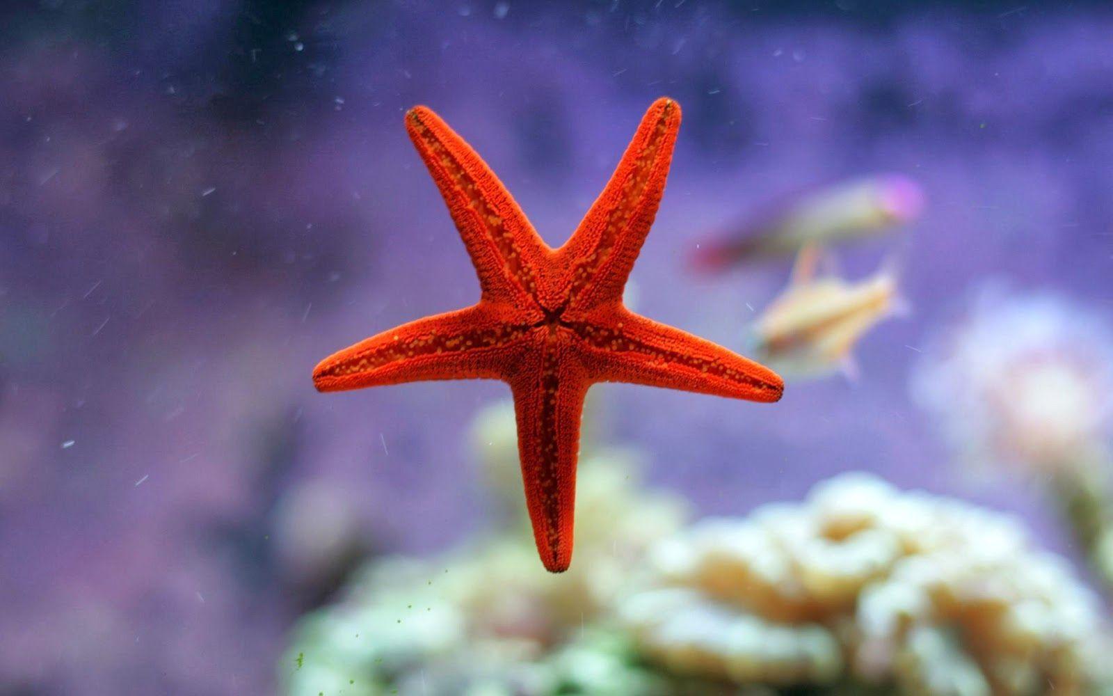Sea Star Wallpapers Top Free Sea Star Backgrounds WallpaperAccess
