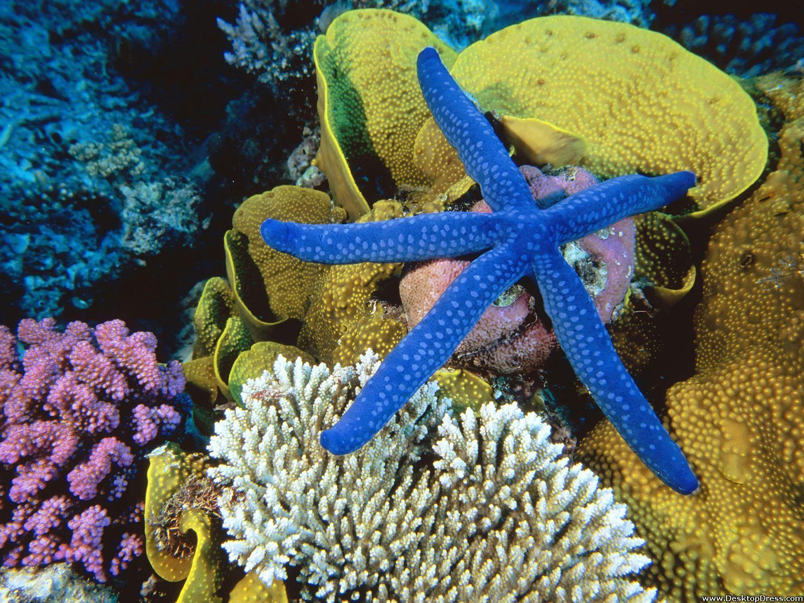 Sea Star Wallpapers Top Free Sea Star Backgrounds WallpaperAccess