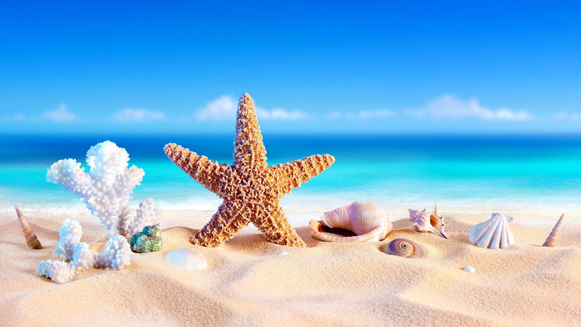 Sea Star Wallpapers Top Free Sea Star Backgrounds WallpaperAccess