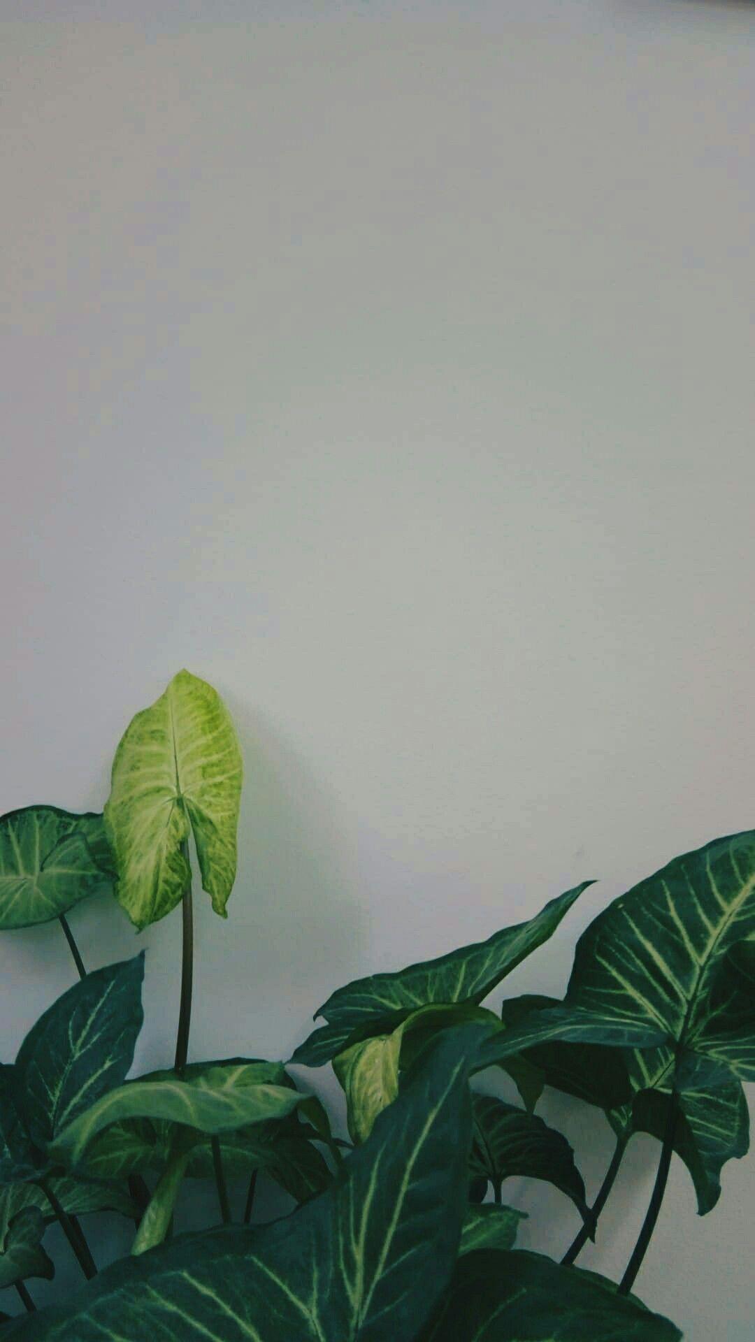 Green Plant Aesthetic Wallpapers Top Free Green Plant Aesthetic