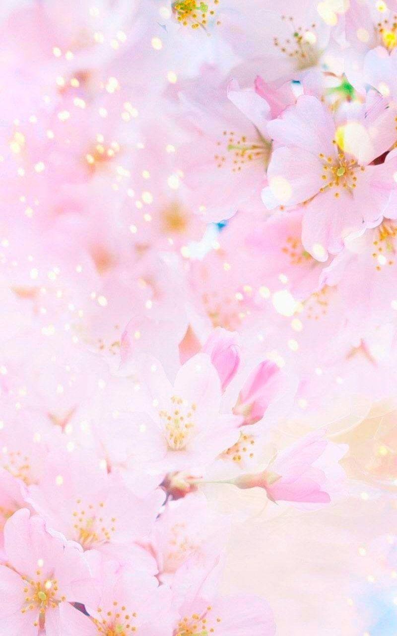 Pink Sakura Wallpapers Top Free Pink Sakura Backgrounds WallpaperAccess