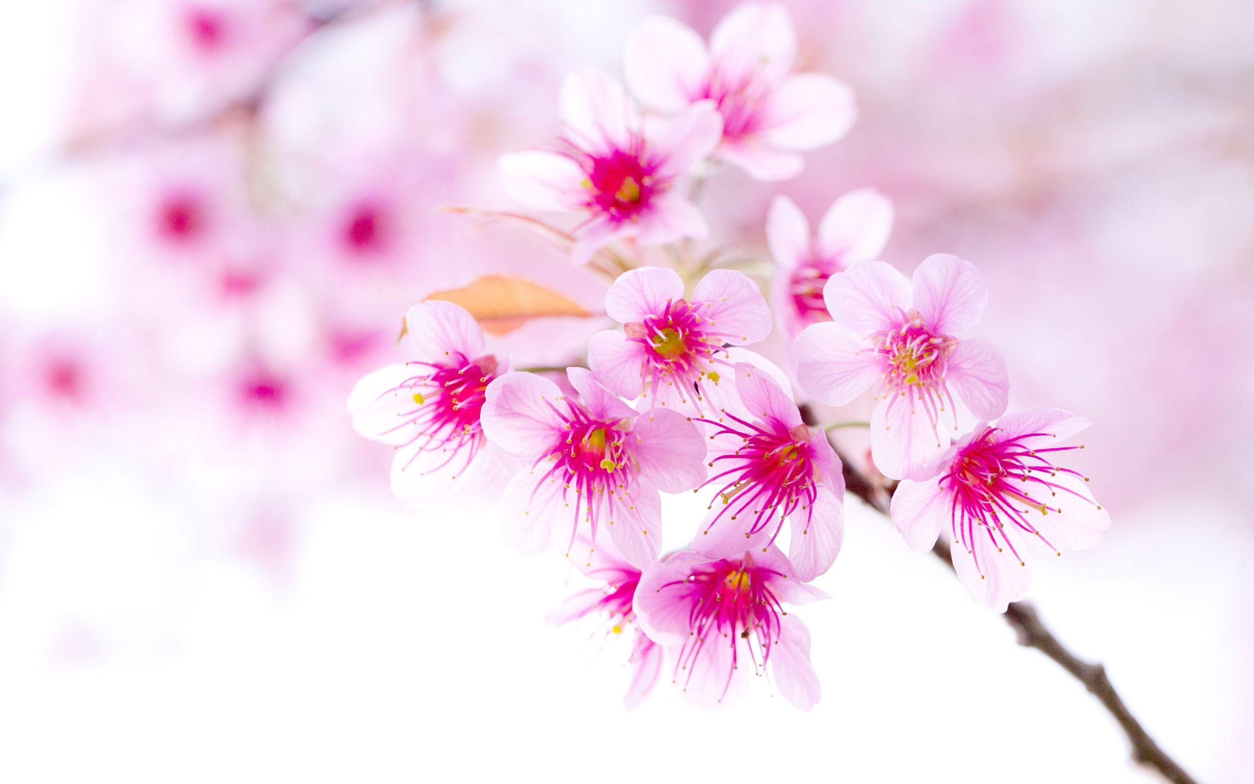 Pink Sakura Wallpapers Top Free Pink Sakura Backgrounds WallpaperAccess