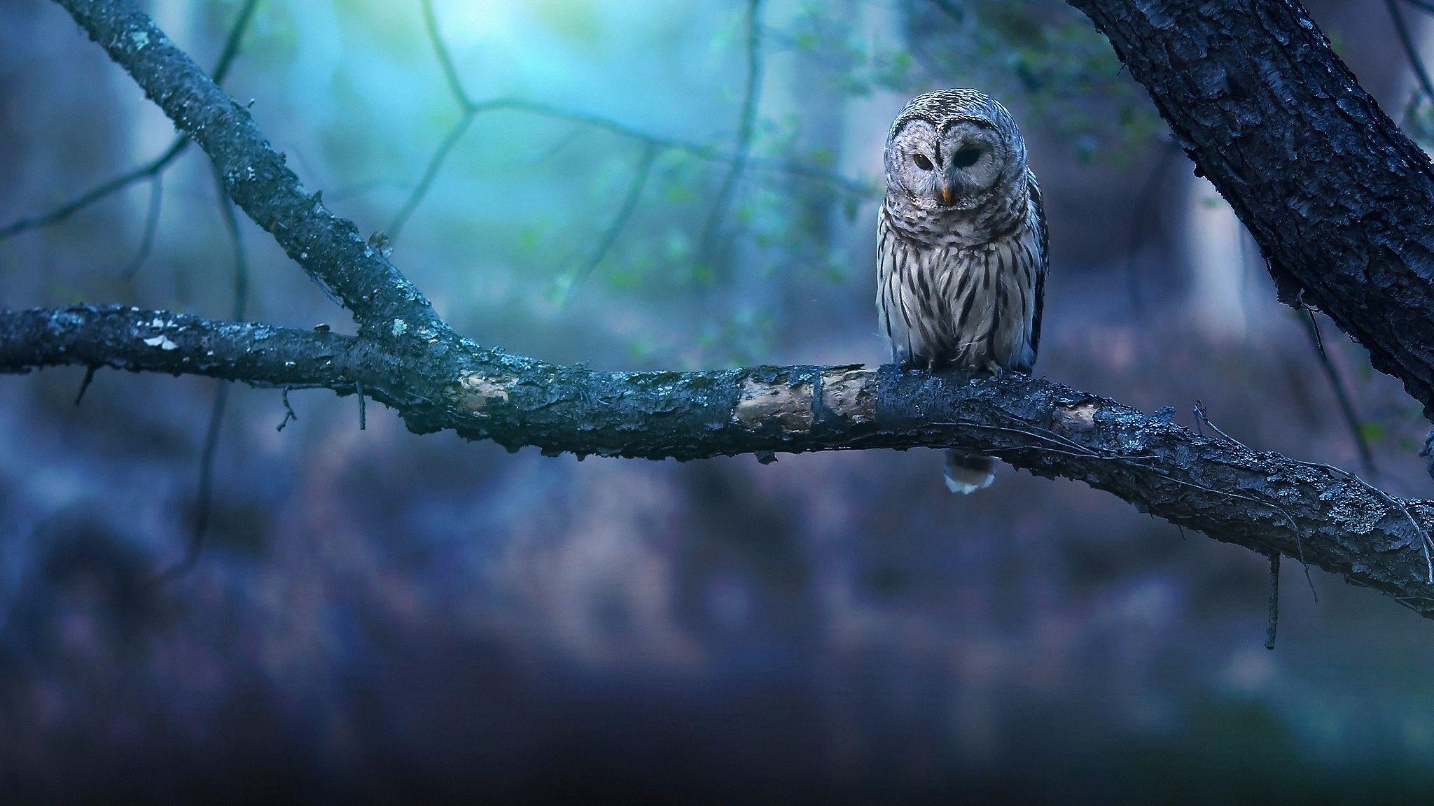 4K Owl Wallpapers Top Free 4K Owl Backgrounds WallpaperAccess