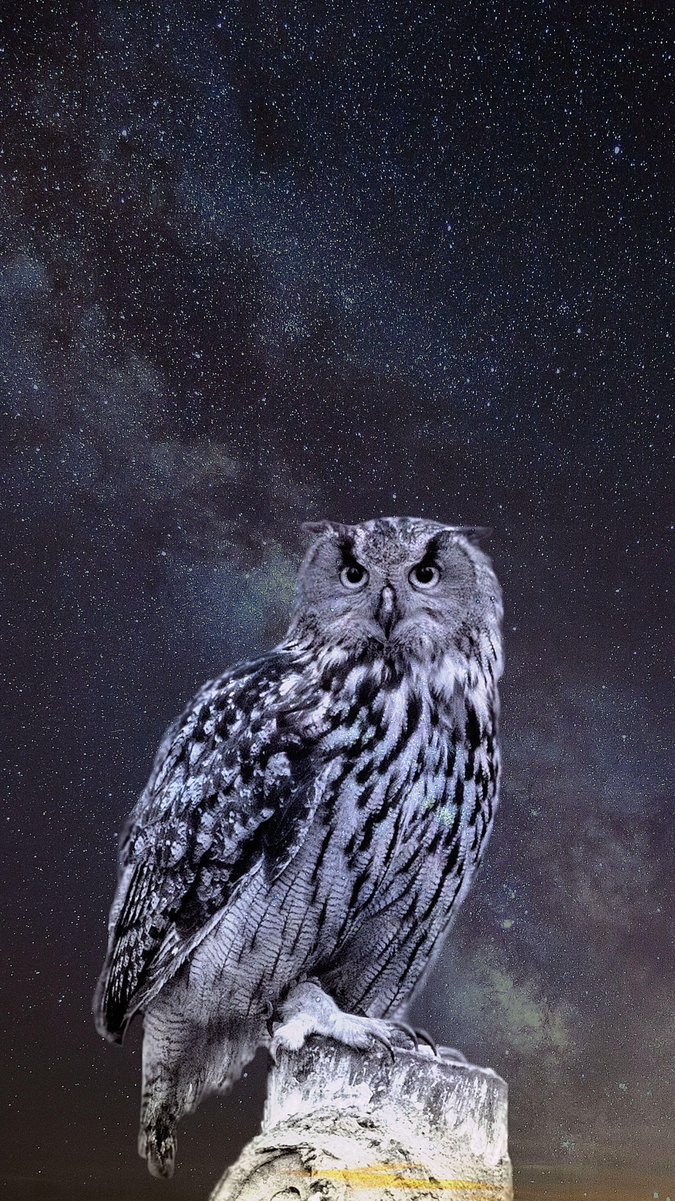4K Owl Wallpapers Top Free 4K Owl Backgrounds WallpaperAccess