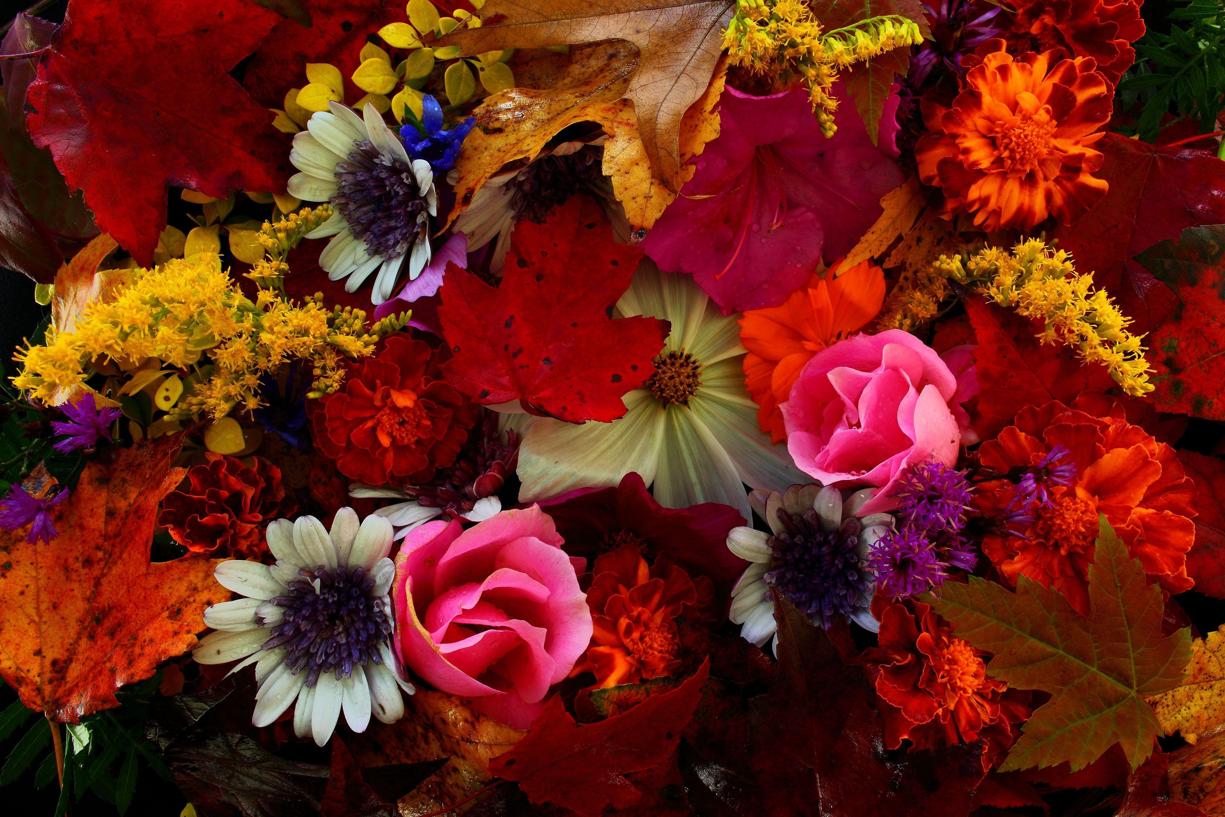 Flowers Autumn Wallpapers Top Free Flowers Autumn Backgrounds