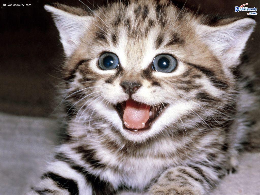 Really Cute Animal Wallpapers Top Free Really Cute Animal Backgrounds