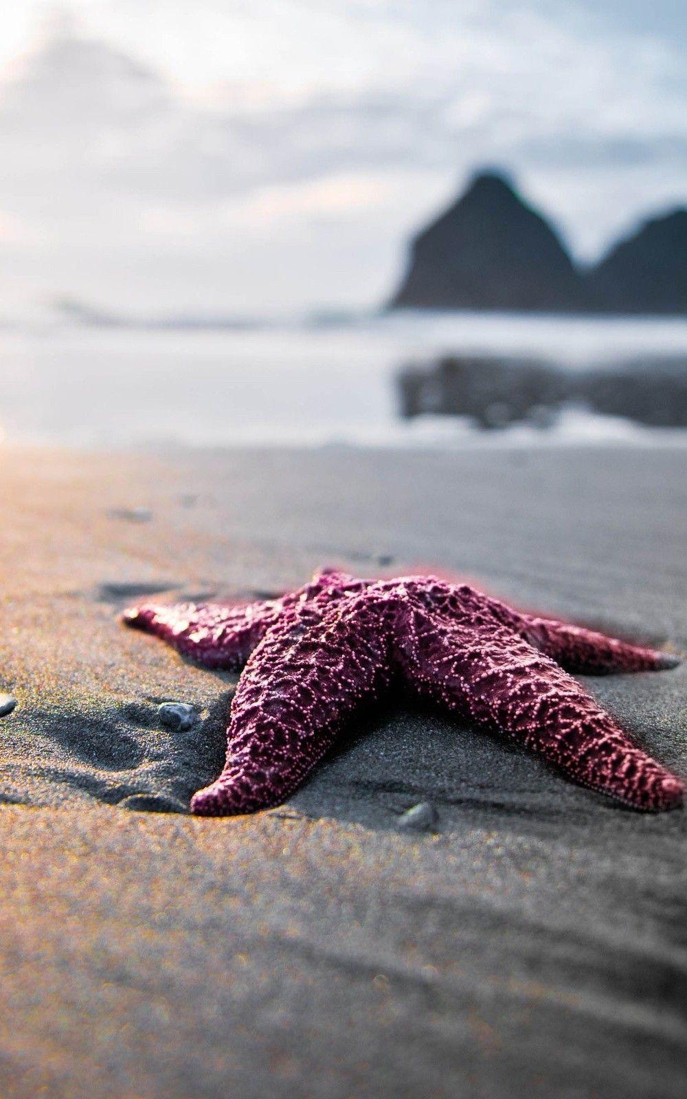 Sea Star Wallpapers Top Free Sea Star Backgrounds WallpaperAccess