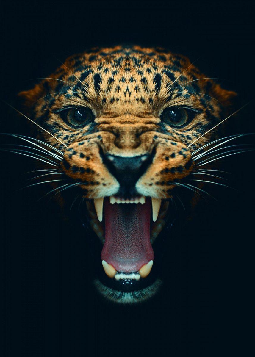 Angry Animal Wallpapers Top Free Angry Animal Backgrounds