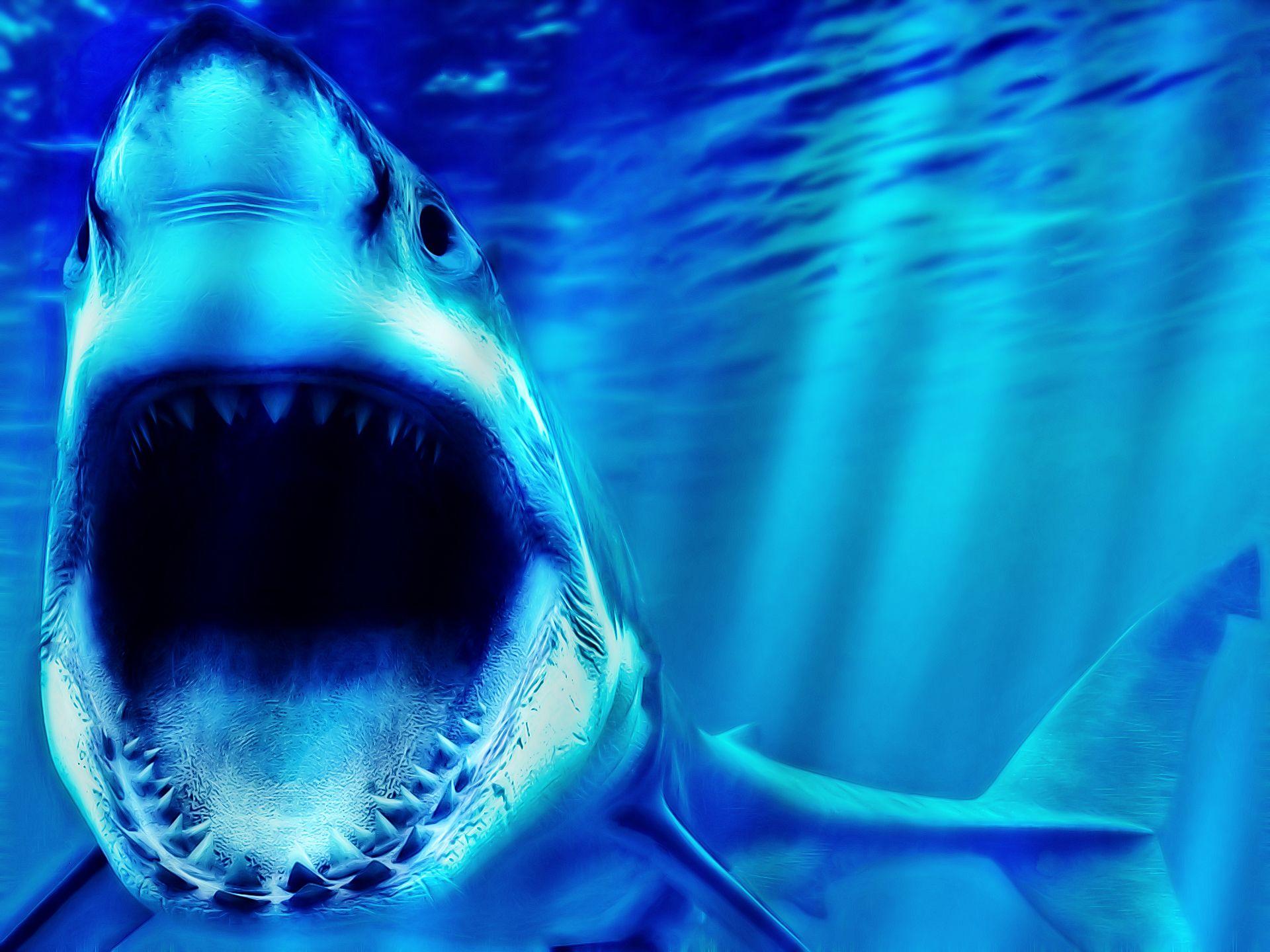 3D Shark Wallpapers Top Free 3D Shark Backgrounds WallpaperAccess