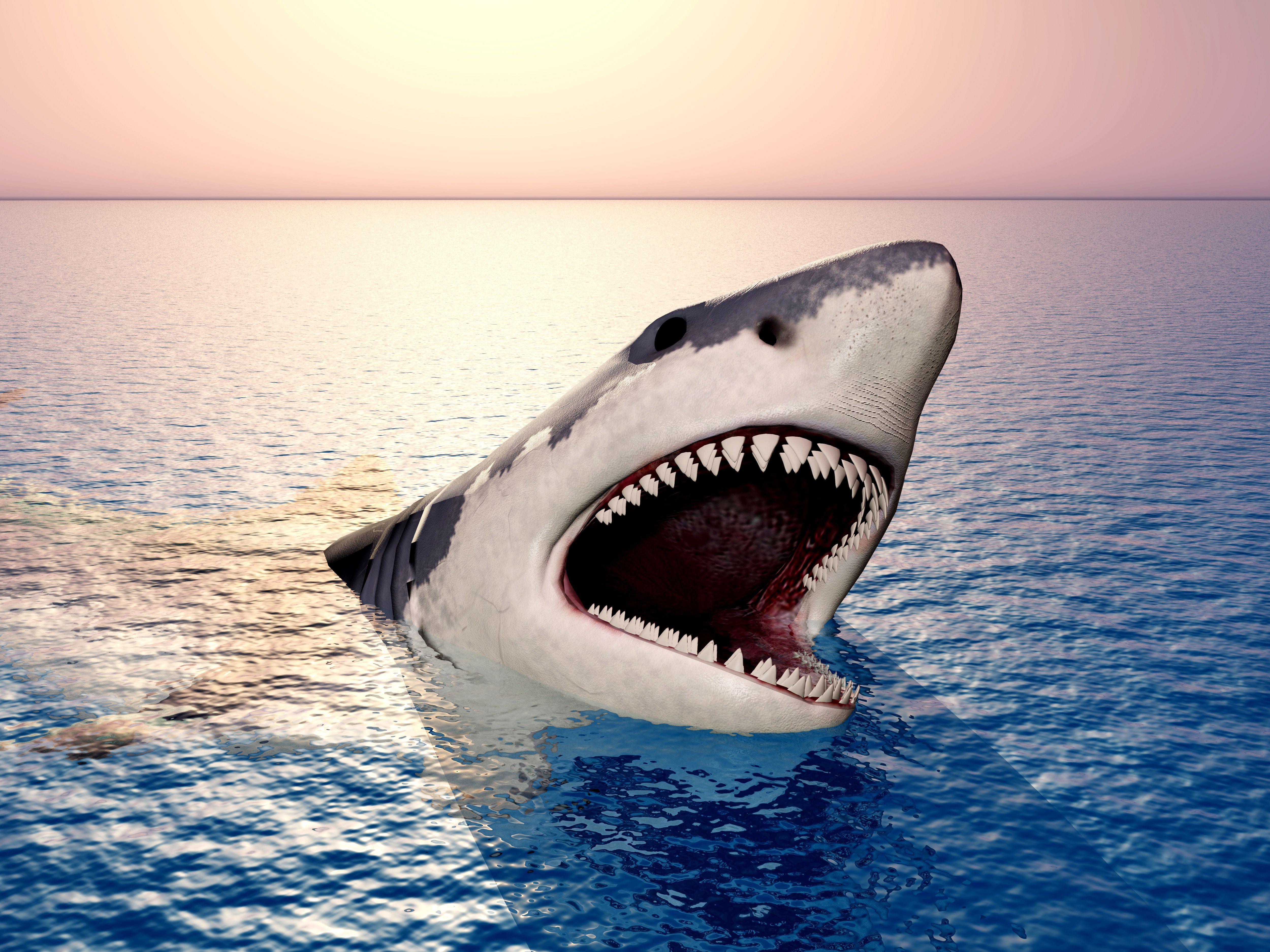 3D Shark Wallpapers Top Free 3D Shark Backgrounds WallpaperAccess