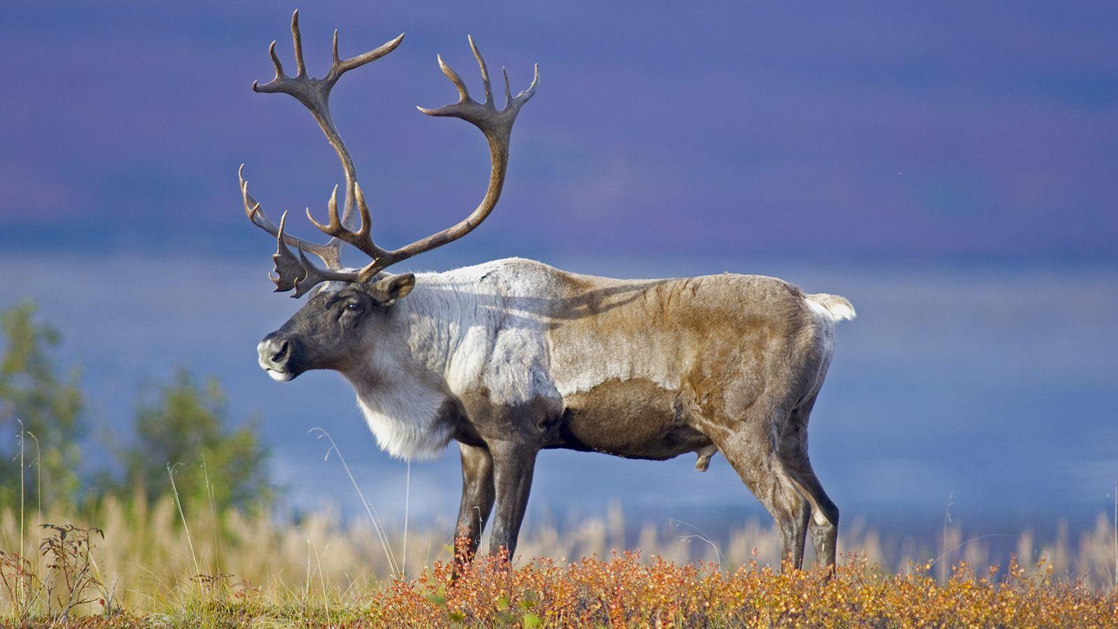 Caribou Wallpapers Top Free Caribou Backgrounds WallpaperAccess
