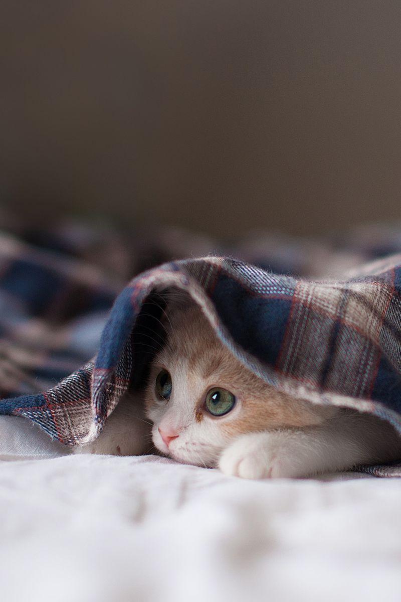 Blanket Wallpapers Top Free Blanket Backgrounds WallpaperAccess