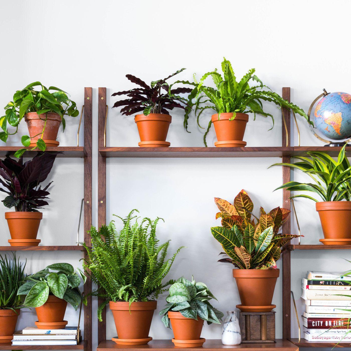 House Plants Wallpapers Top Free House Plants Backgrounds