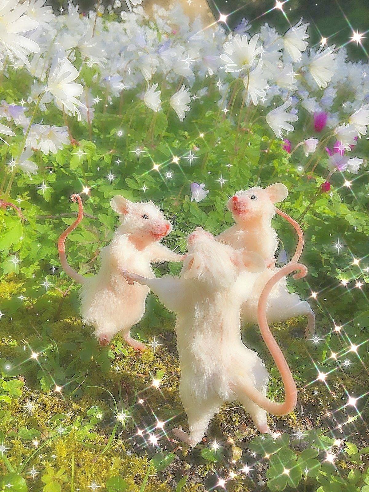 Cute Rat Wallpapers Top Free Cute Rat Backgrounds WallpaperAccess