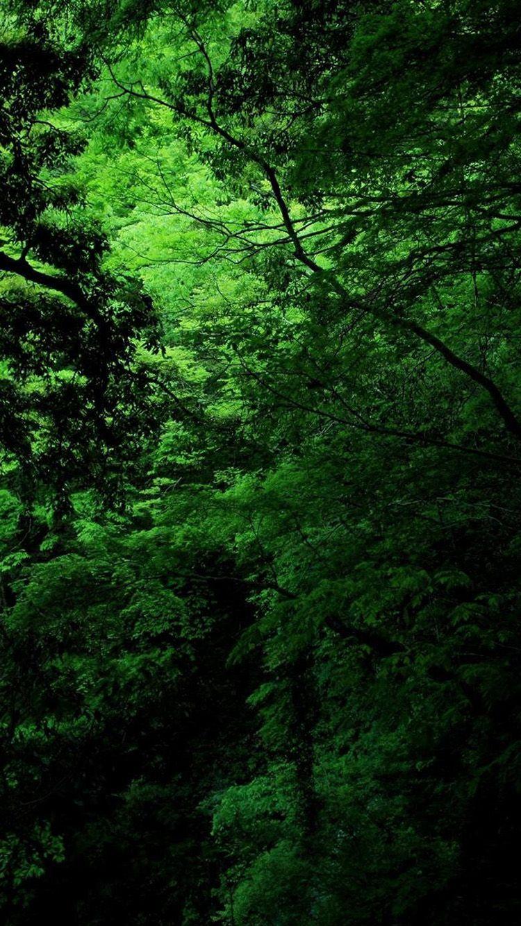 Dark Green Nature HD Wallpapers Top Free Dark Green Nature HD Backgrounds WallpaperAccess