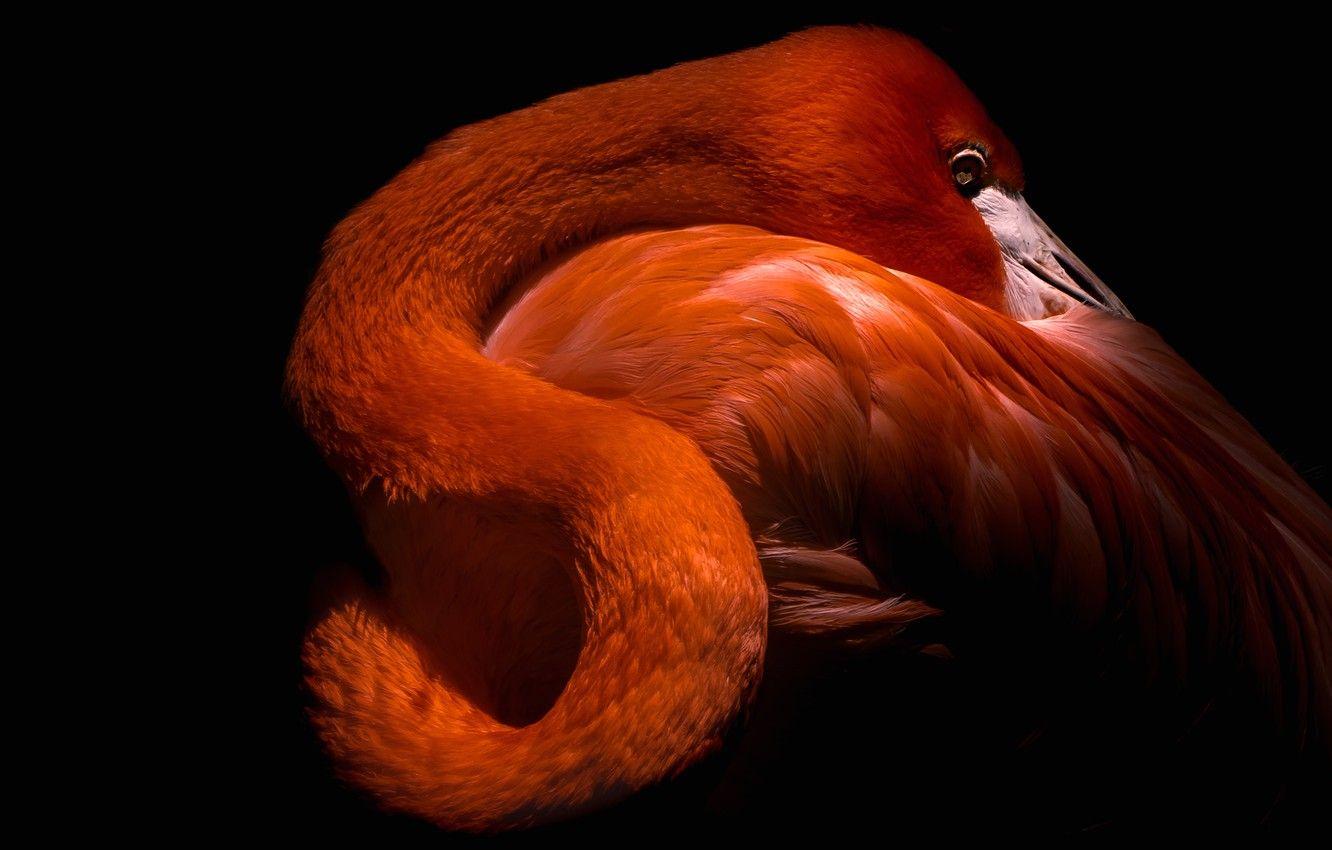 Flamingo Black Background