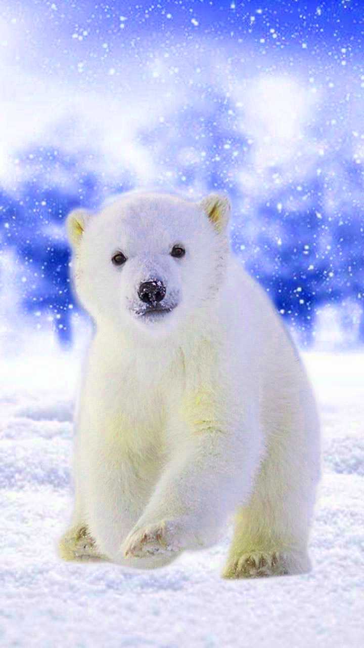 Awesome Polar Bear Wallpapers Top Free Awesome Polar Bear Backgrounds