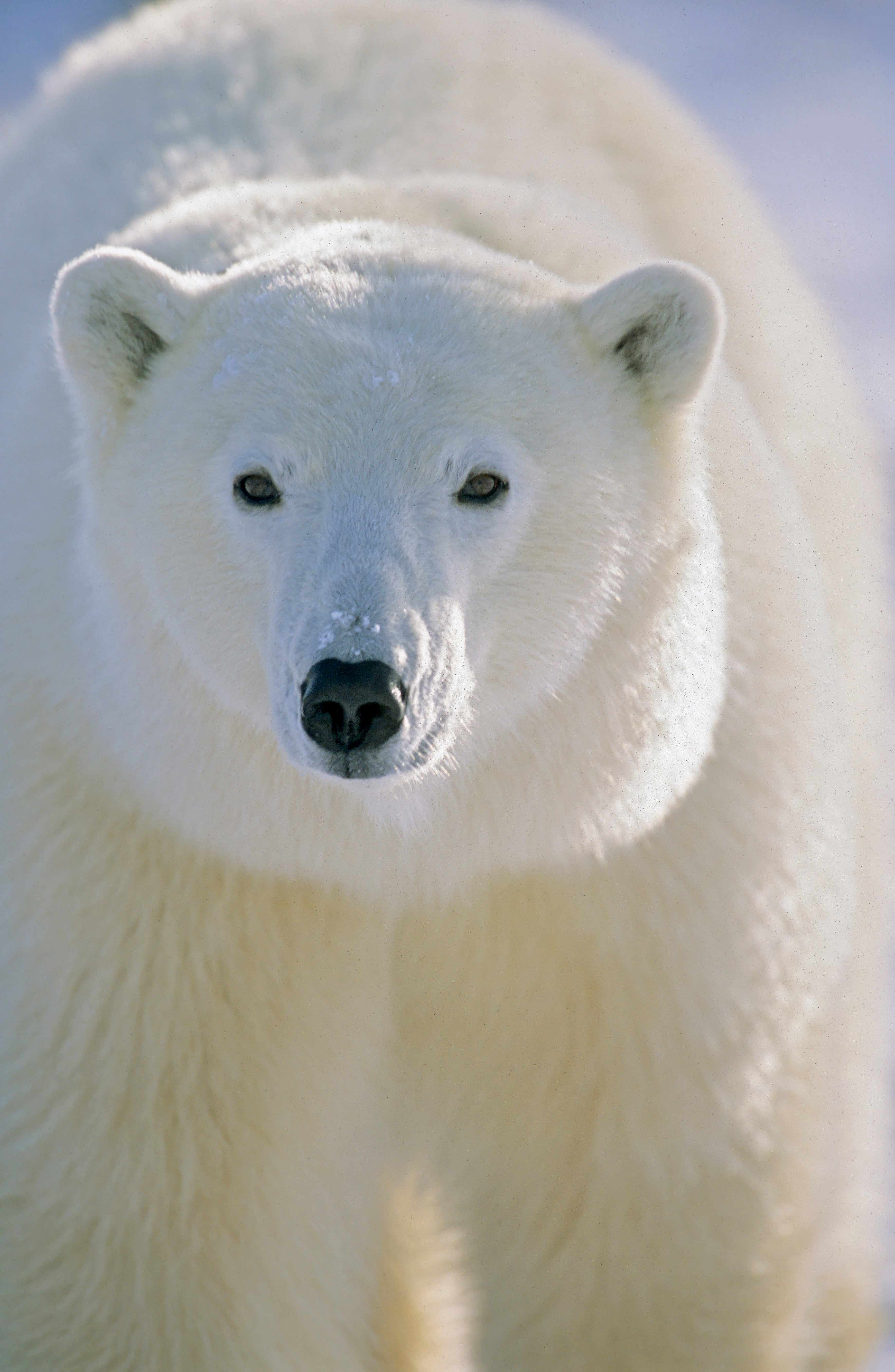 Awesome Polar Bear Wallpapers Top Free Awesome Polar Bear Backgrounds