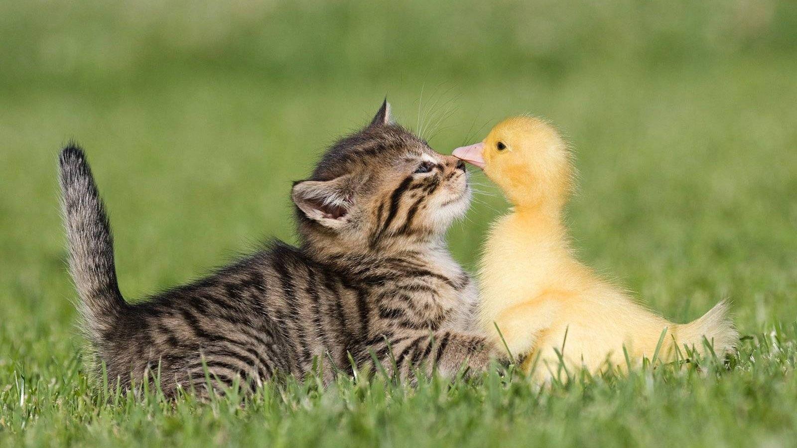 Cute Farm Wallpapers Top Free Cute Farm Backgrounds WallpaperAccess