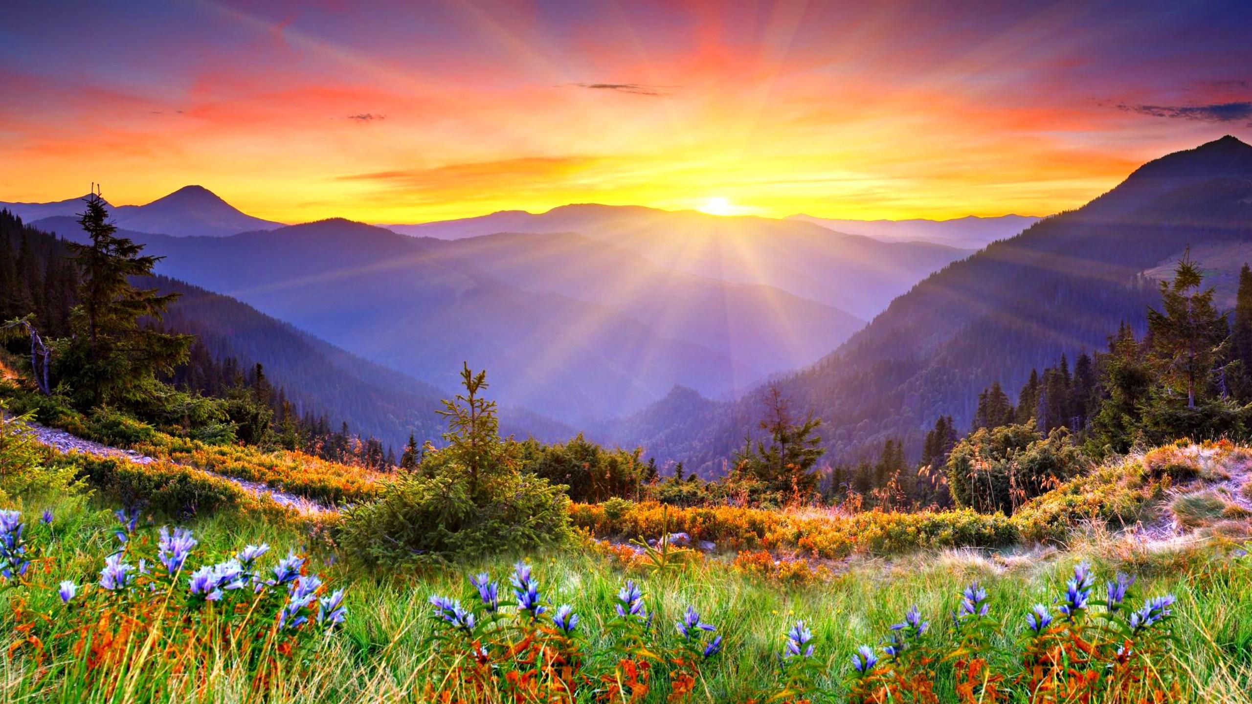 Sunny Morning Wallpapers Top Free Sunny Morning Backgrounds