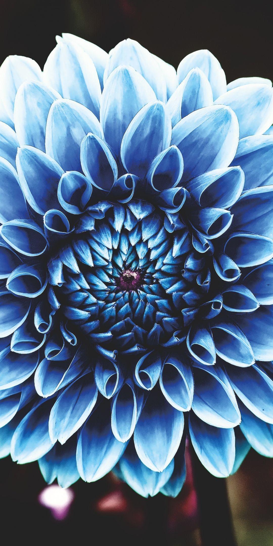 Blue Dahlia Wallpapers Top Free Blue Dahlia Backgrounds WallpaperAccess