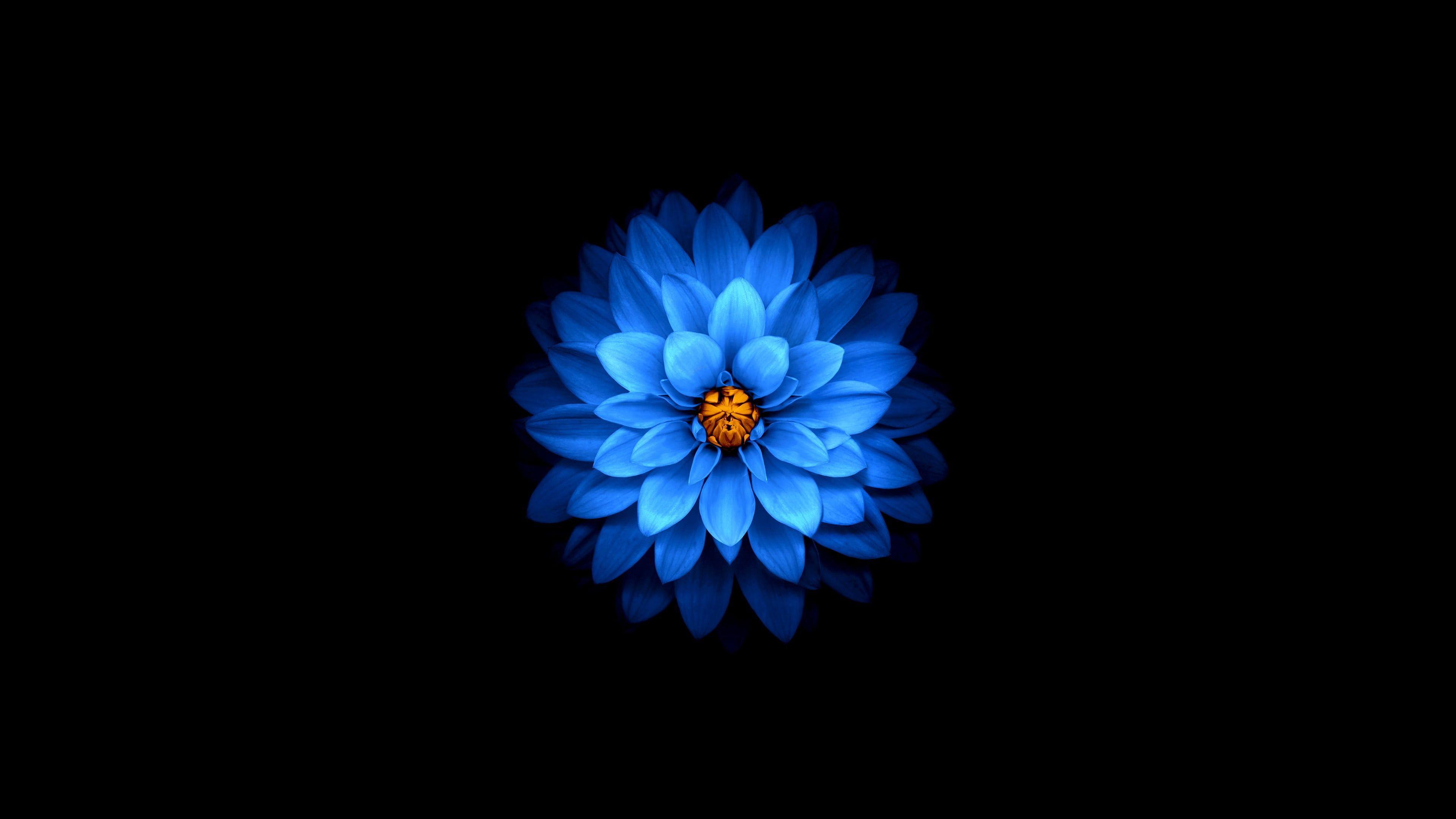 Blue Dahlia Wallpapers Top Free Blue Dahlia Backgrounds WallpaperAccess