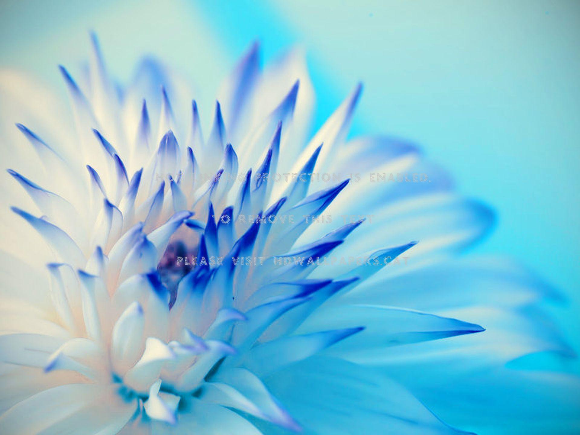 Blue Dahlia Wallpapers Top Free Blue Dahlia Backgrounds WallpaperAccess