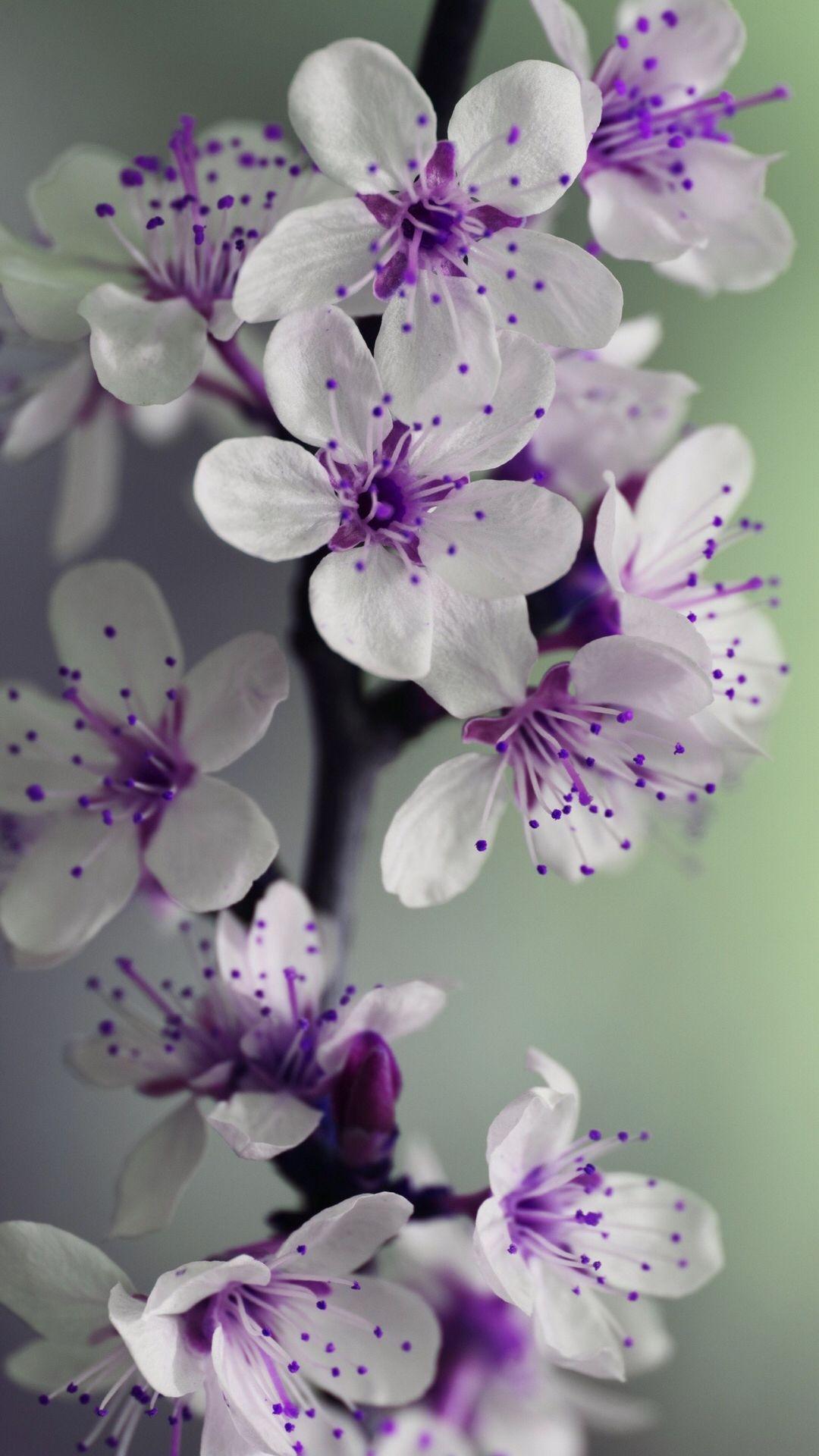 Purple White Flowers Wallpapers Top Free Purple White Flowers