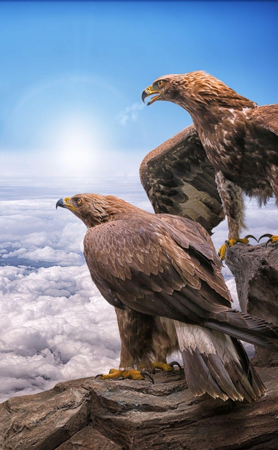 Golden Eagle HD Wallpapers Top Free Golden Eagle HD Backgrounds
