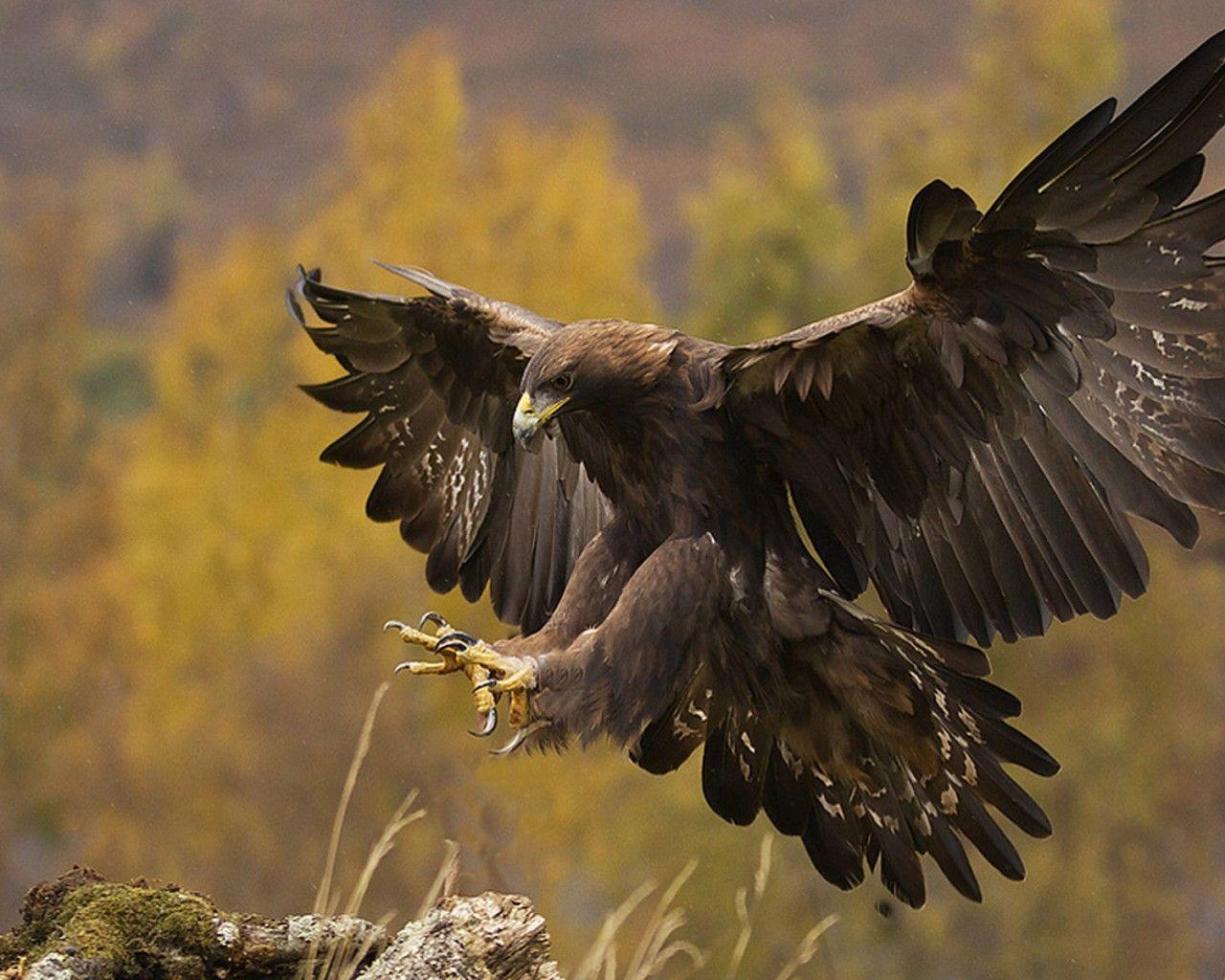 Golden Eagle HD Wallpapers Top Free Golden Eagle HD Backgrounds