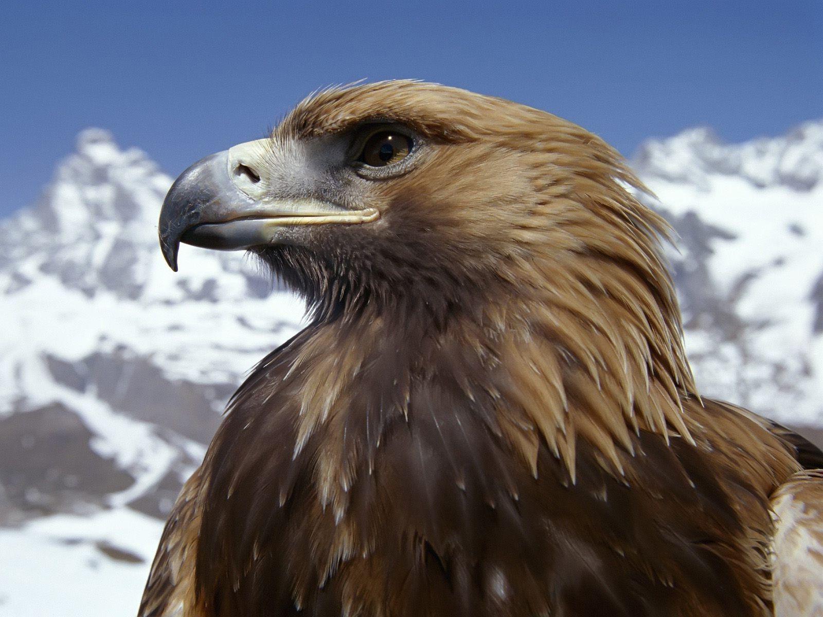 Golden Eagle HD Wallpapers Top Free Golden Eagle HD Backgrounds
