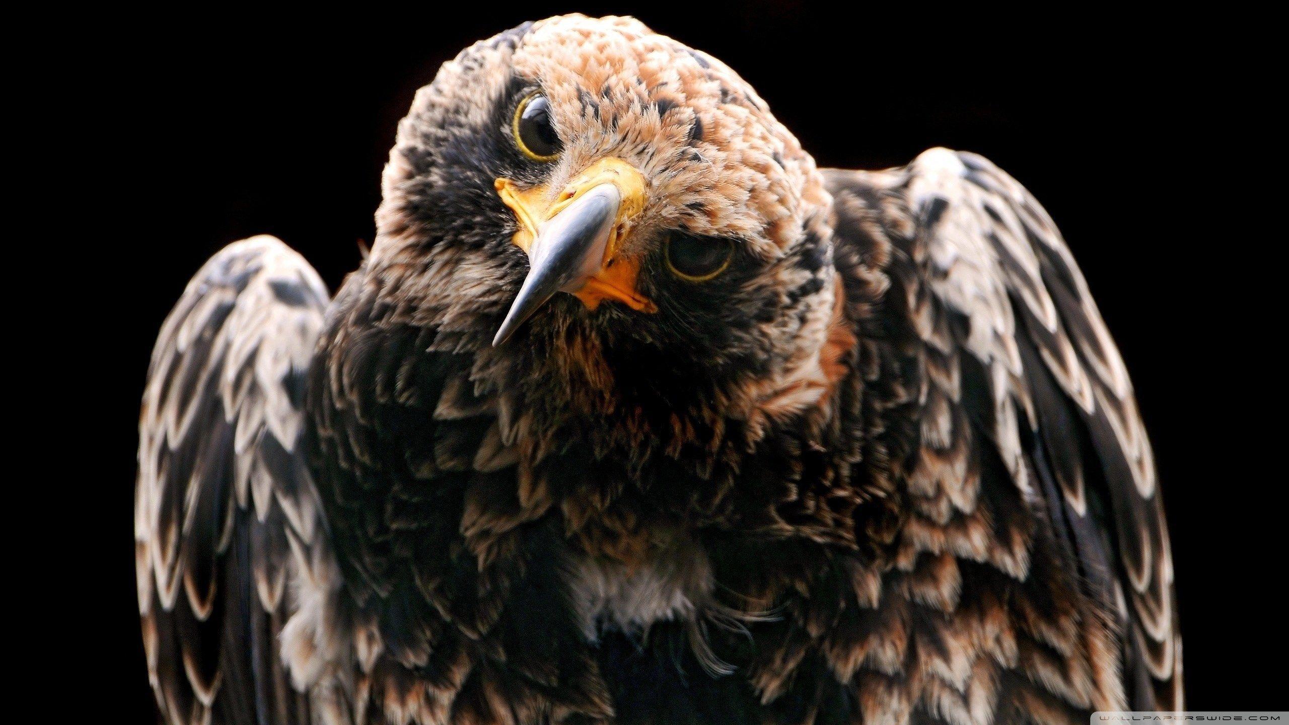 Golden Eagle HD Wallpapers Top Free Golden Eagle HD Backgrounds