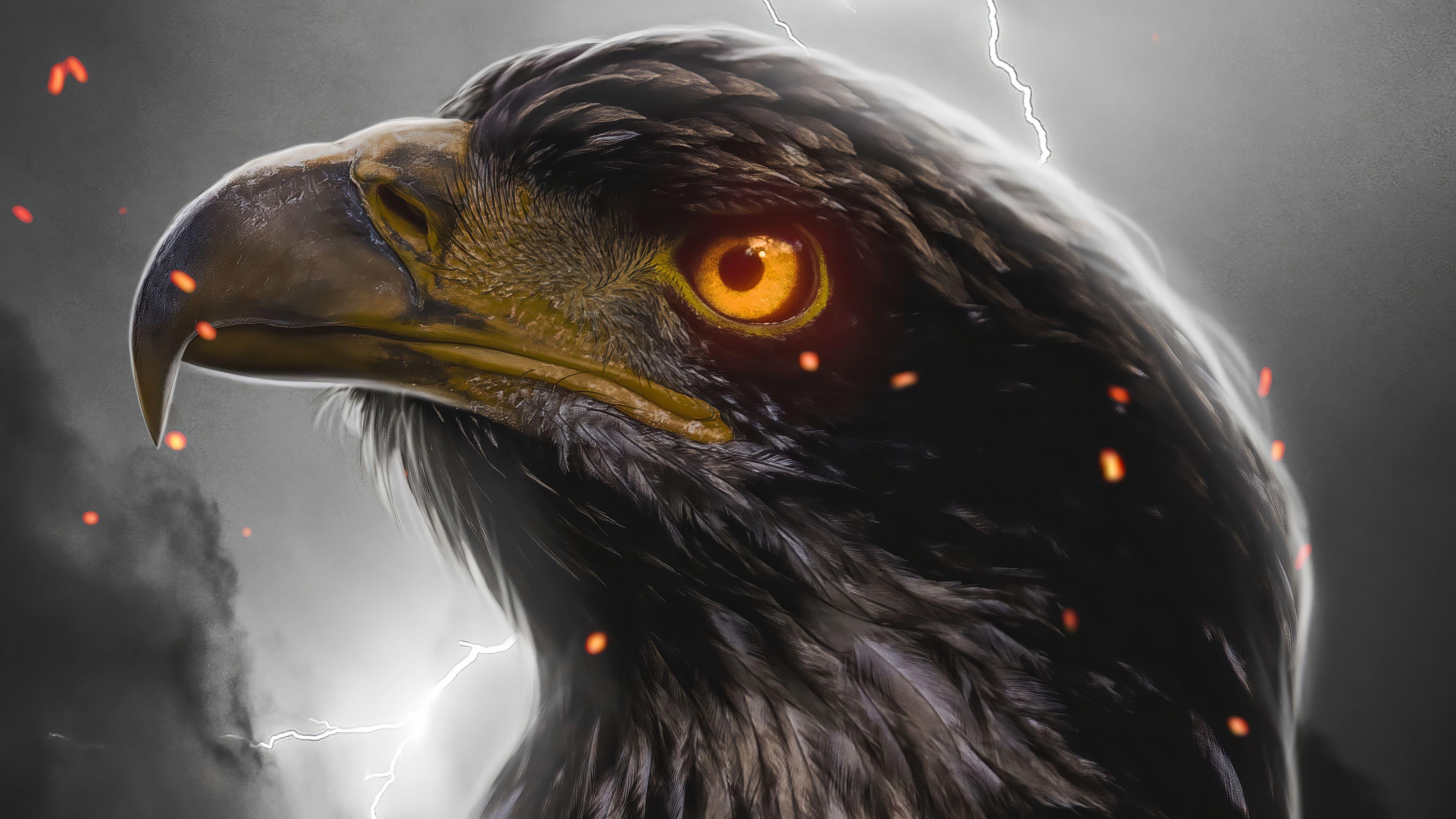 Eagle Eye HD Wallpapers Top Free Eagle Eye HD Backgrounds