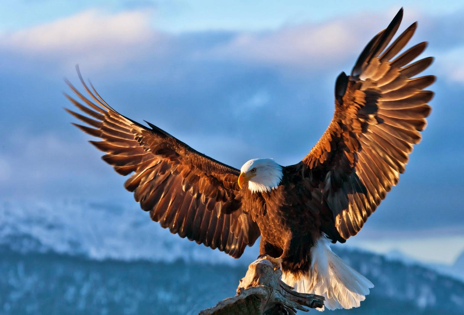 Golden Eagle HD Wallpapers Top Free Golden Eagle HD Backgrounds