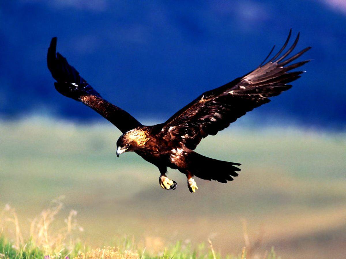Golden Eagle HD Wallpapers Top Free Golden Eagle HD Backgrounds