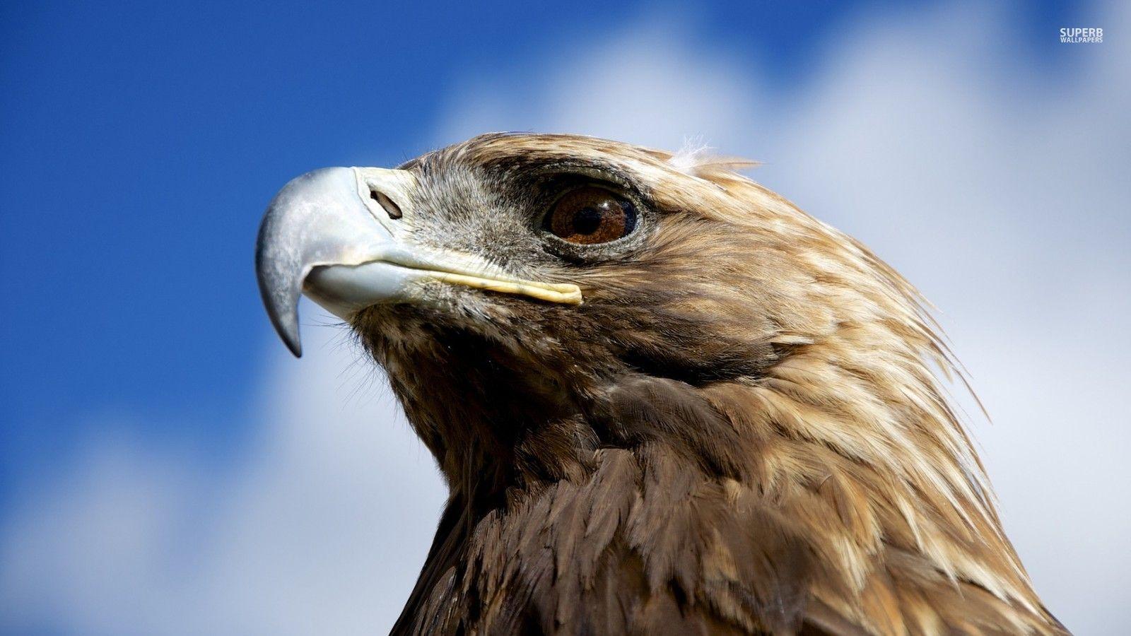 Golden Eagle HD Wallpapers Top Free Golden Eagle HD Backgrounds
