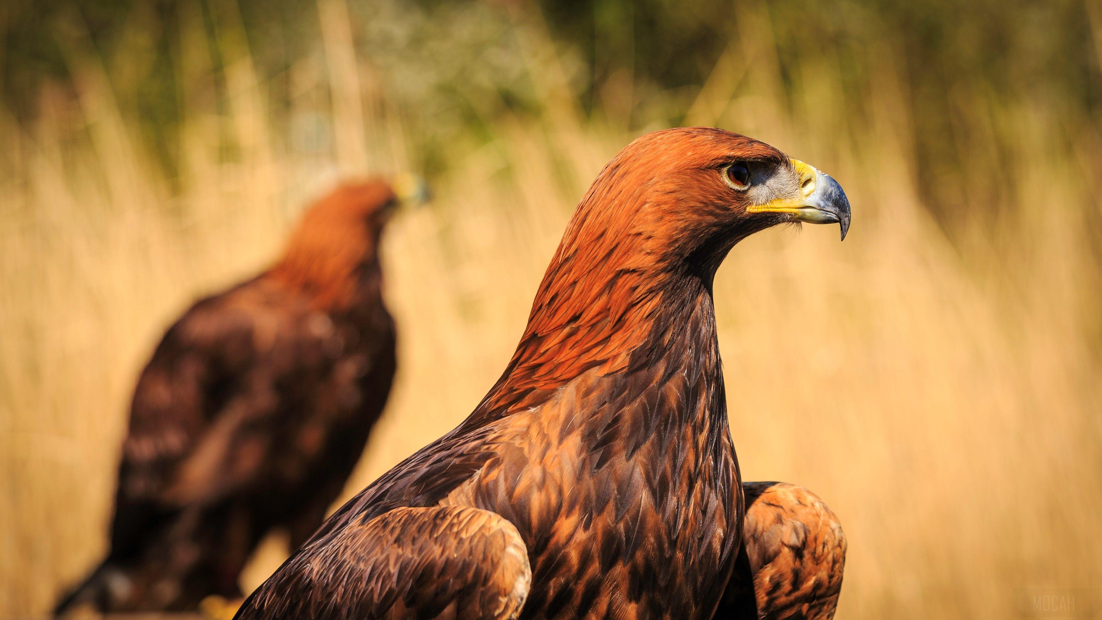 Golden Eagle HD Wallpapers Top Free Golden Eagle HD Backgrounds