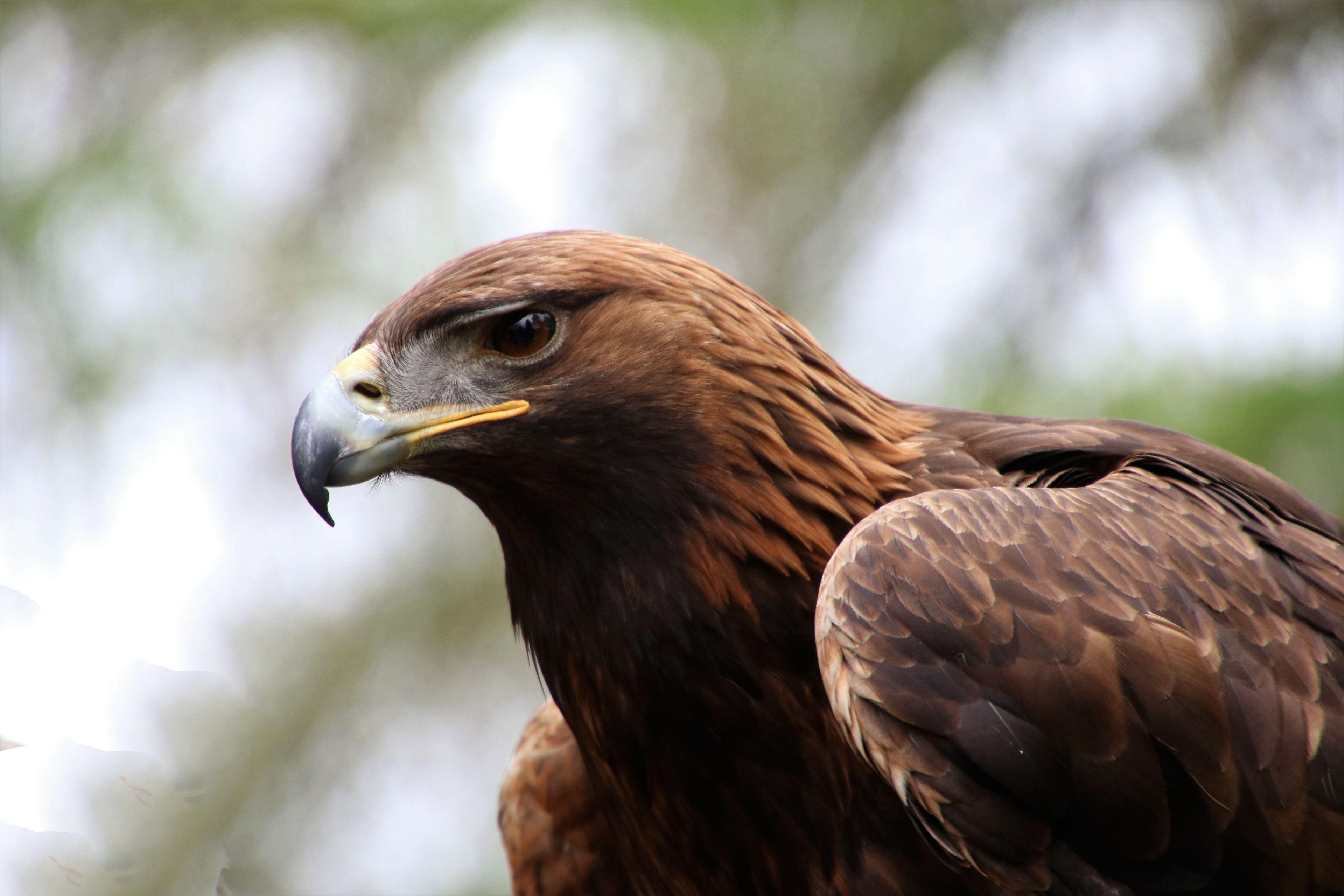 Golden Eagle HD Wallpapers Top Free Golden Eagle HD Backgrounds