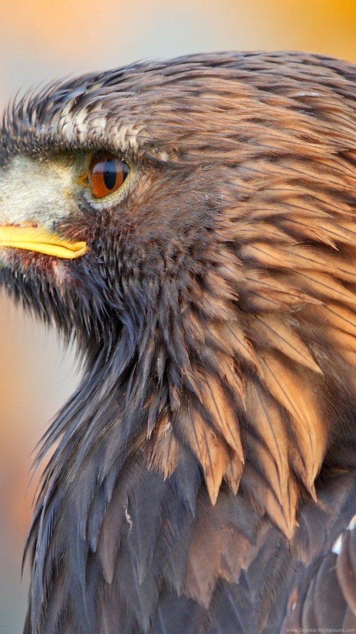 Golden Eagle HD Wallpapers Top Free Golden Eagle HD Backgrounds