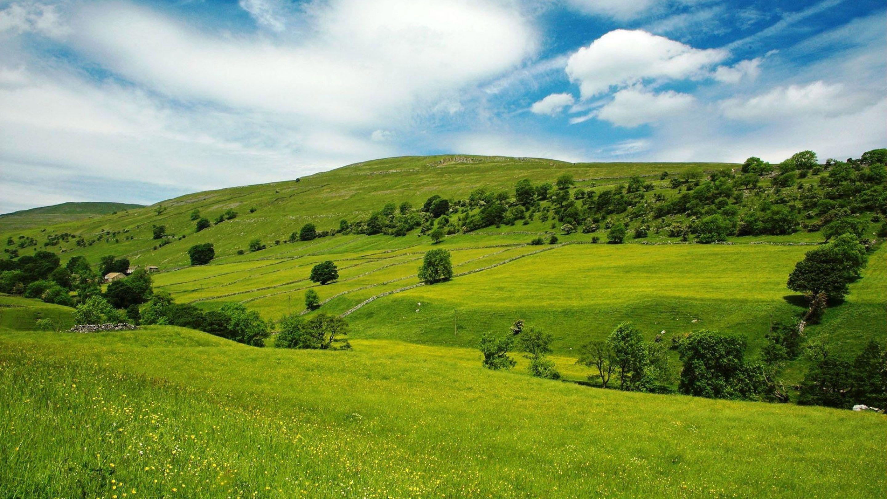 Green Meadow Wallpapers Top Free Green Meadow Backgrounds