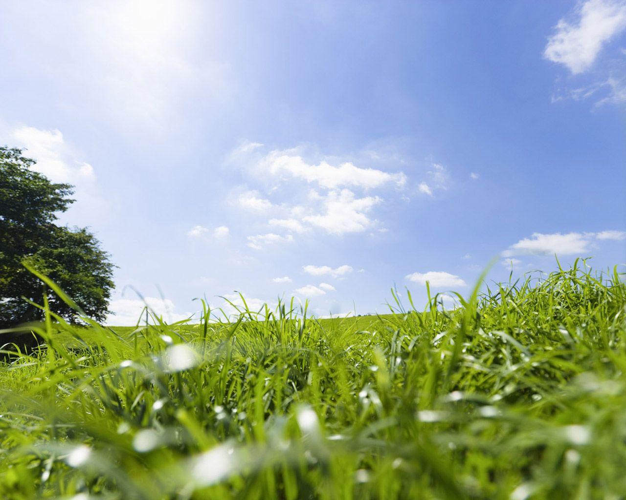 Green Meadow Wallpapers Top Free Green Meadow Backgrounds