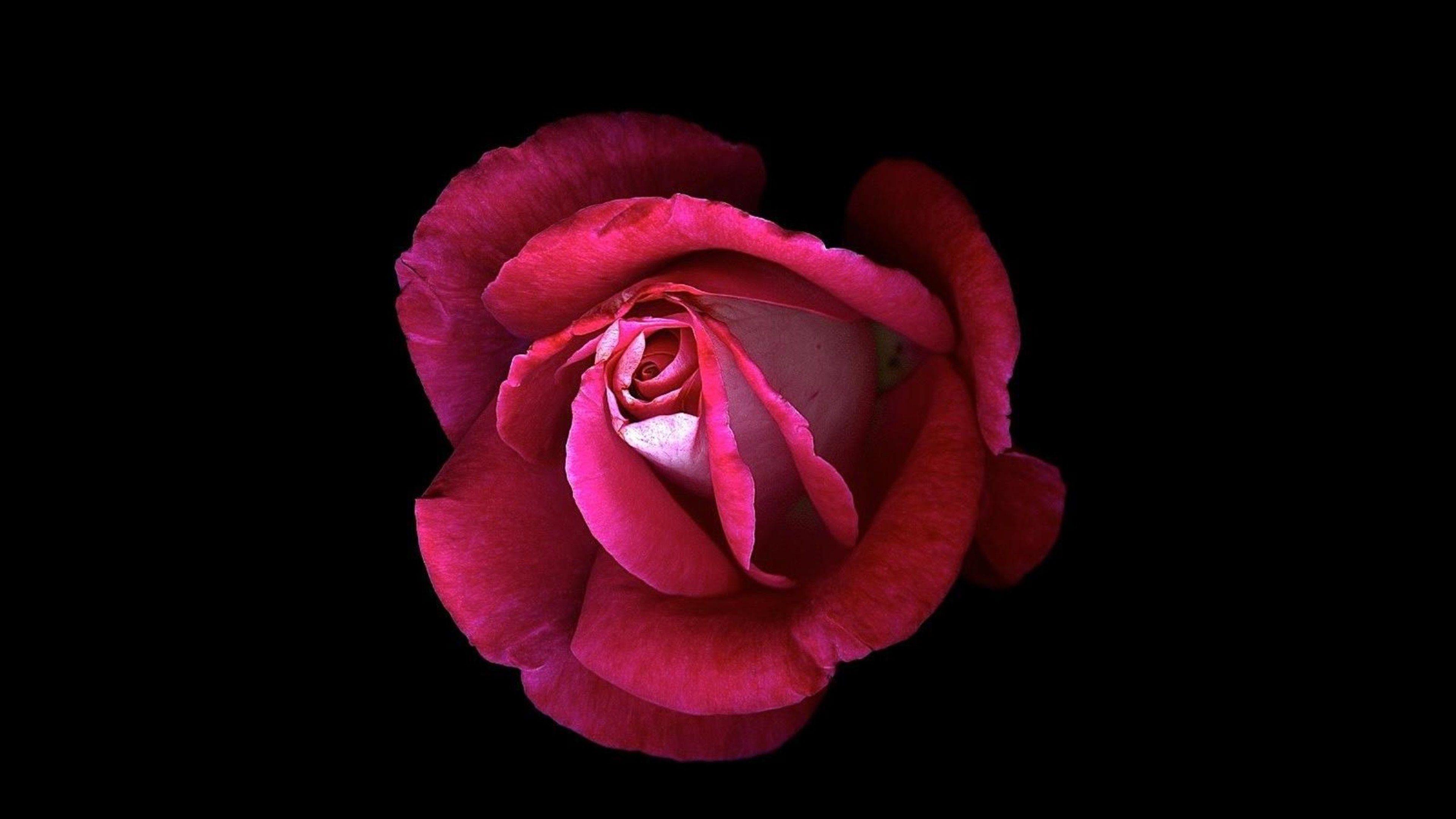 Black and Pink Rose Wallpapers Top Free Black and Pink Rose