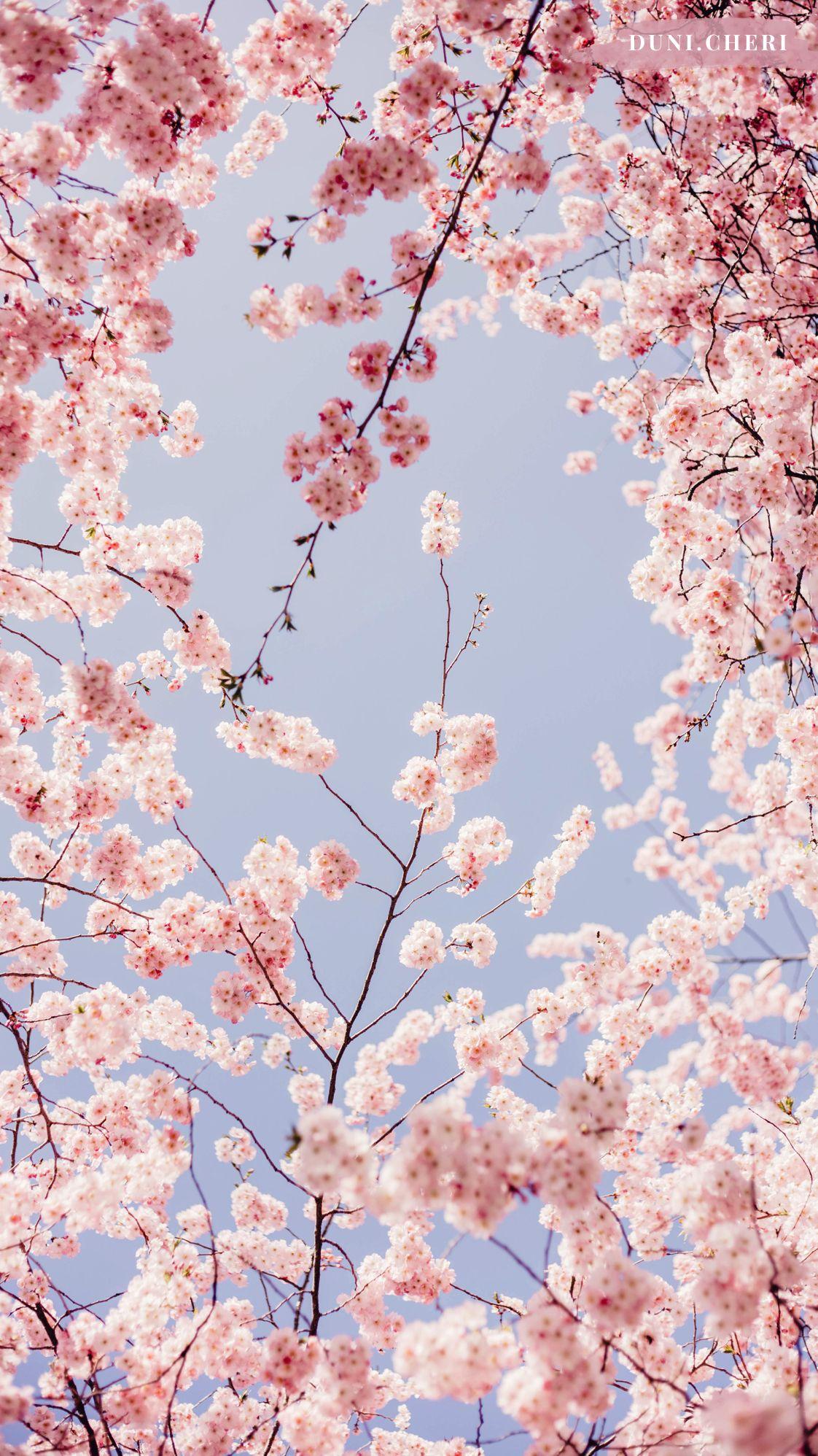 Sunset Cherry Blossom Wallpapers Top Free Sunset Cherry Blossom