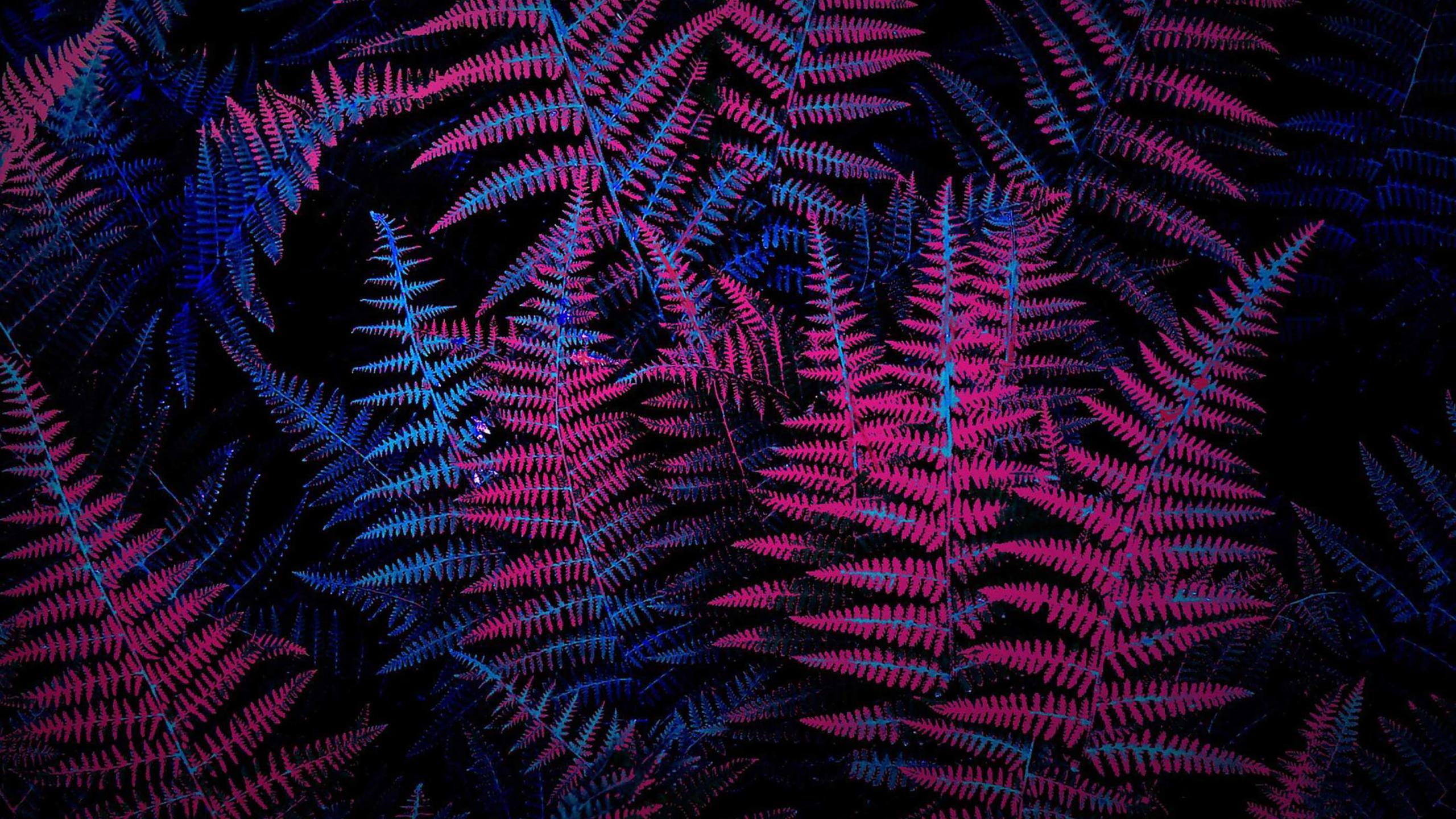 Neon Plants Wallpapers Top Free Neon Plants Backgrounds WallpaperAccess